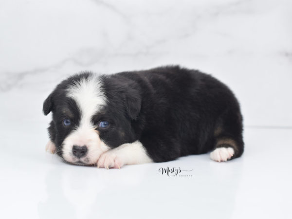 Mini / Toy Australian Shepherd Puppy Monty