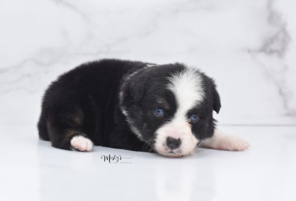 Mini / Toy Australian Shepherd Puppy Monty