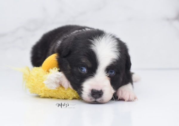 Mini / Toy Australian Shepherd Puppy Monty