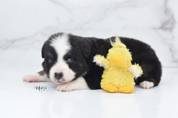 Mini / Toy Australian Shepherd Puppy Monty