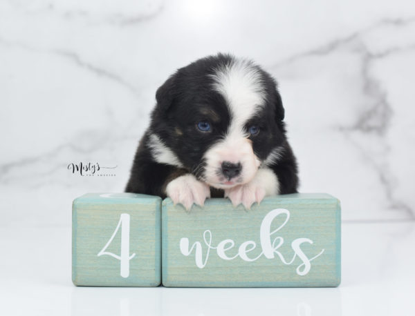 Mini / Toy Australian Shepherd Puppy Monty