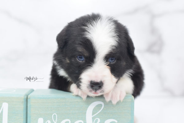 Mini / Toy Australian Shepherd Puppy Monty