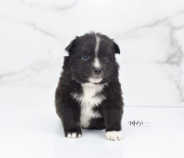 Mini / Toy Australian Shepherd Puppy Pepe