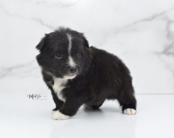 Mini / Toy Australian Shepherd Puppy Pepe