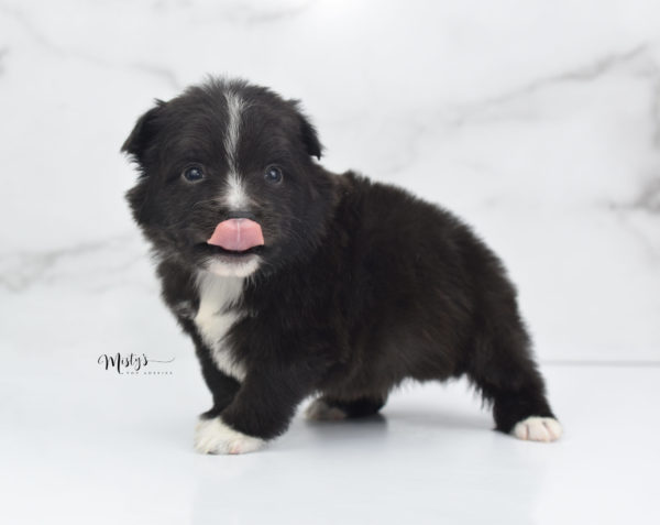 Mini / Toy Australian Shepherd Puppy Pepe