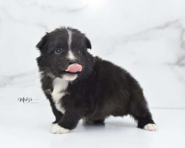 Mini / Toy Australian Shepherd Puppy Pepe