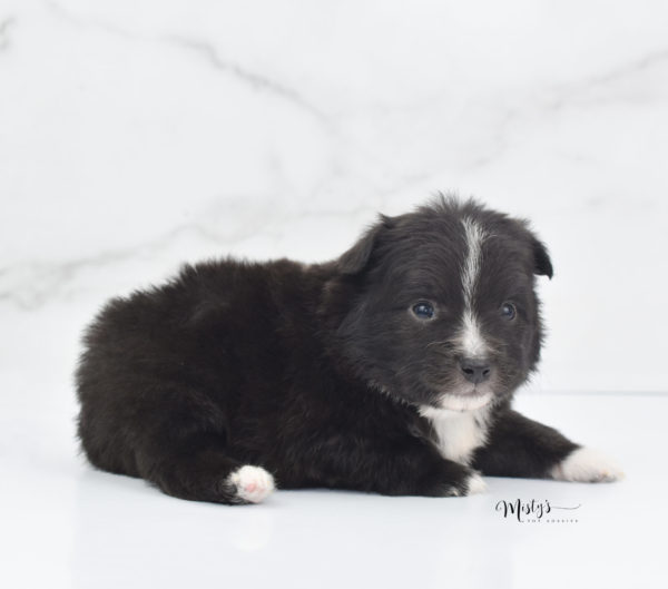 Mini / Toy Australian Shepherd Puppy Pepe