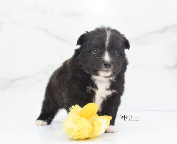 Mini / Toy Australian Shepherd Puppy Pepe