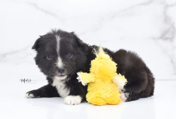 Mini / Toy Australian Shepherd Puppy Pepe