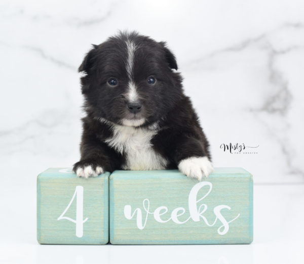 Mini / Toy Australian Shepherd Puppy Pepe