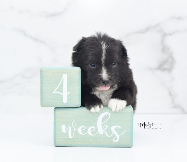 Mini / Toy Australian Shepherd Puppy Pepe