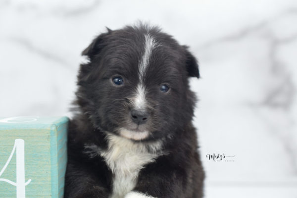 Mini / Toy Australian Shepherd Puppy Pepe