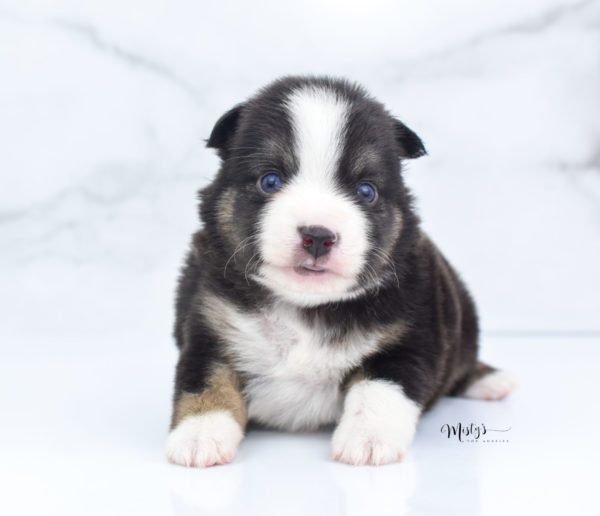 Mini / Toy Australian Shepherd Puppy Telly