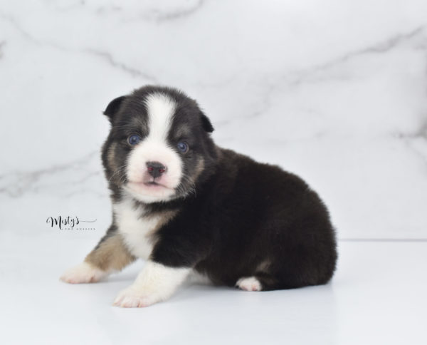 Mini / Toy Australian Shepherd Puppy Telly