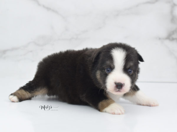 Mini / Toy Australian Shepherd Puppy Telly