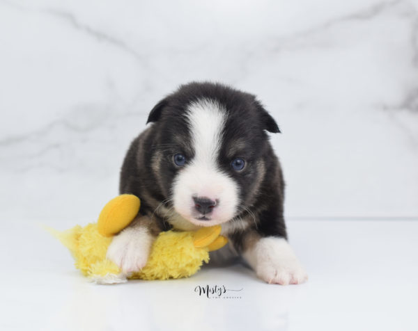 Mini / Toy Australian Shepherd Puppy Telly