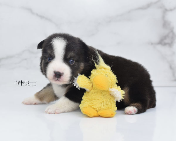 Mini / Toy Australian Shepherd Puppy Telly