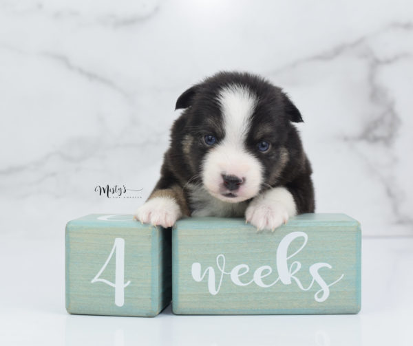 Mini / Toy Australian Shepherd Puppy Telly