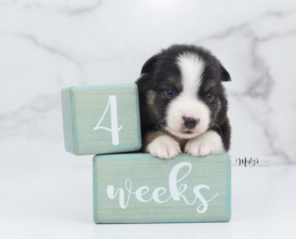 Mini / Toy Australian Shepherd Puppy Telly