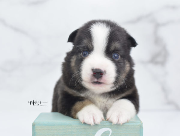 Mini / Toy Australian Shepherd Puppy Telly