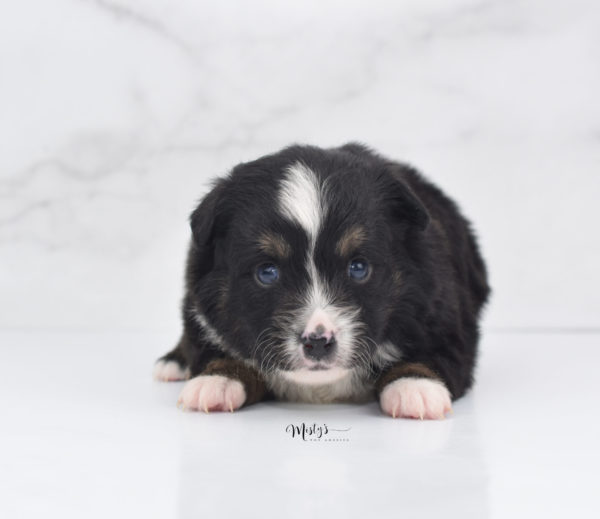 Mini / Toy Australian Shepherd Puppy Tux