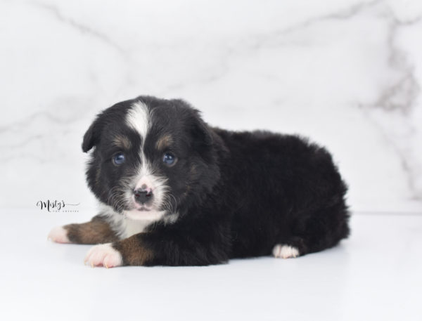 Mini / Toy Australian Shepherd Puppy Tux