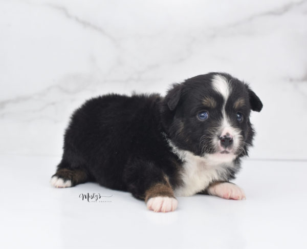 Mini / Toy Australian Shepherd Puppy Tux