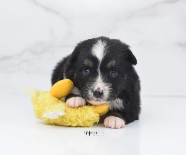Mini / Toy Australian Shepherd Puppy Tux