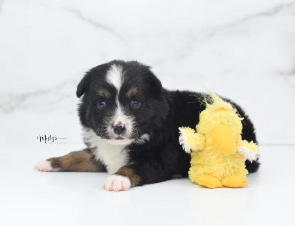 Mini / Toy Australian Shepherd Puppy Tux