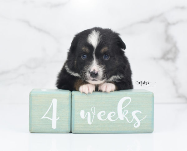 Mini / Toy Australian Shepherd Puppy Tux