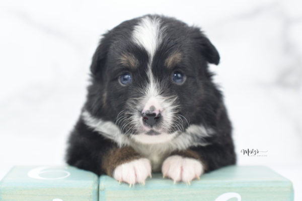 Mini / Toy Australian Shepherd Puppy Tux