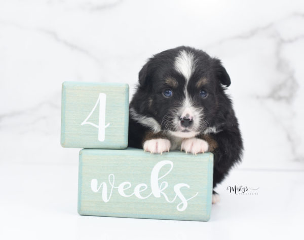 Mini / Toy Australian Shepherd Puppy Tux