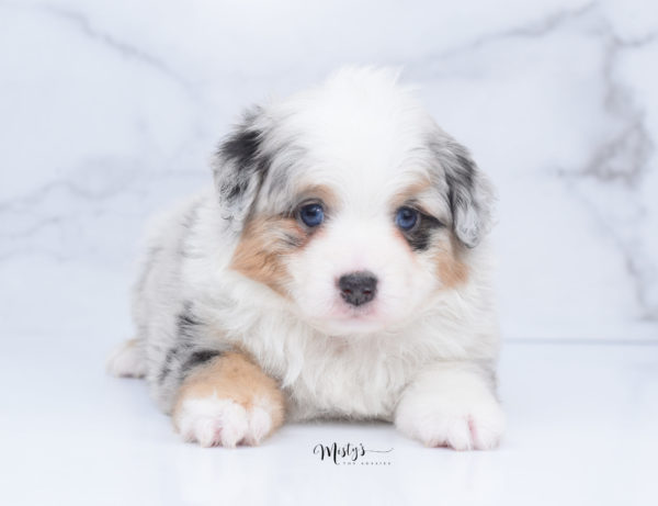 Mini / Toy Australian Shepherd Puppy Bebe