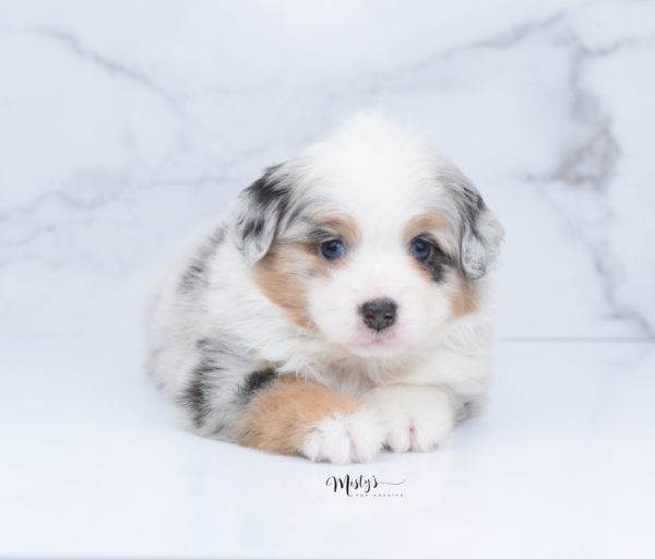 Mini / Toy Australian Shepherd Puppy Bebe