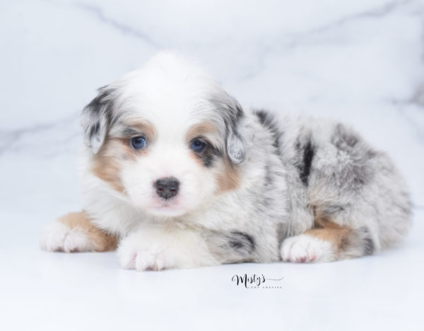 Mini / Toy Australian Shepherd Puppy Bebe