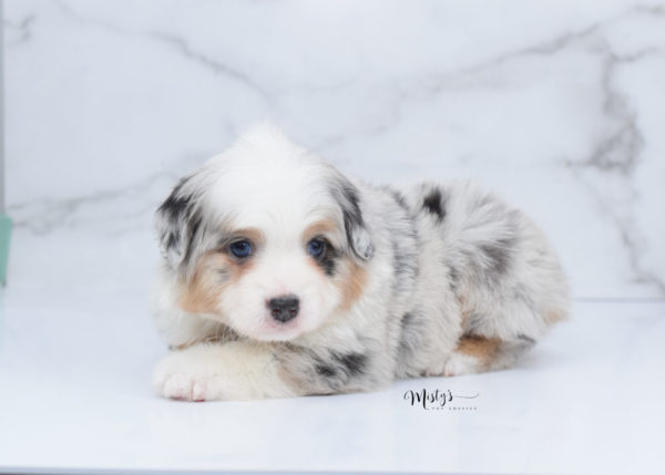 Mini / Toy Australian Shepherd Puppy Bebe