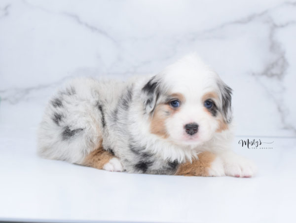 Mini / Toy Australian Shepherd Puppy Bebe