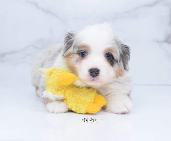 Mini / Toy Australian Shepherd Puppy Bebe