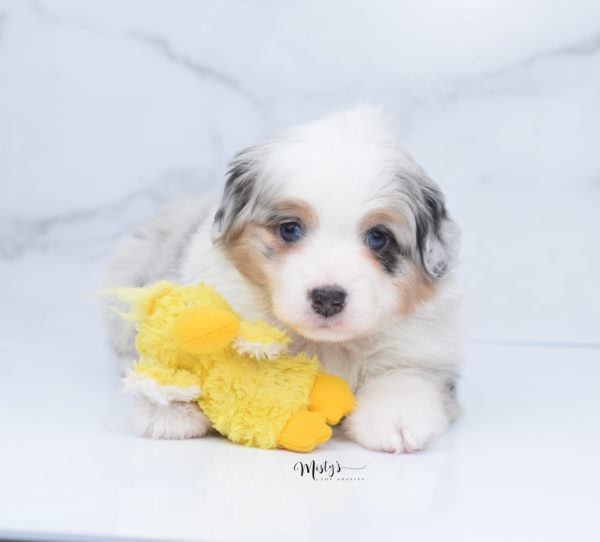 Mini / Toy Australian Shepherd Puppy Bebe