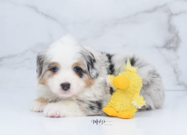 Mini / Toy Australian Shepherd Puppy Bebe