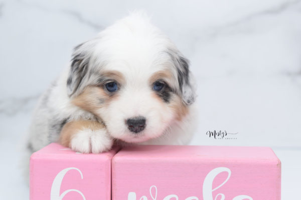 Mini / Toy Australian Shepherd Puppy Bebe