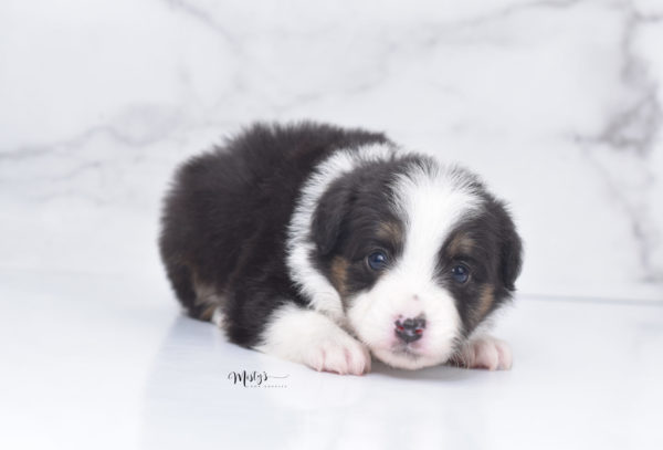 Mini / Toy Australian Shepherd Puppy Bootsy