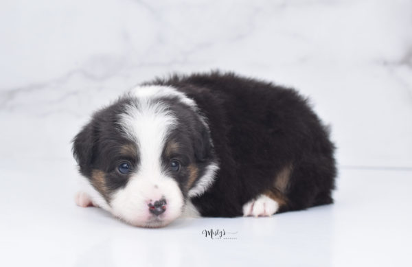 Mini / Toy Australian Shepherd Puppy Bootsy