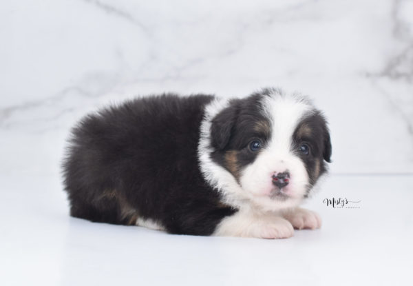 Mini / Toy Australian Shepherd Puppy Bootsy