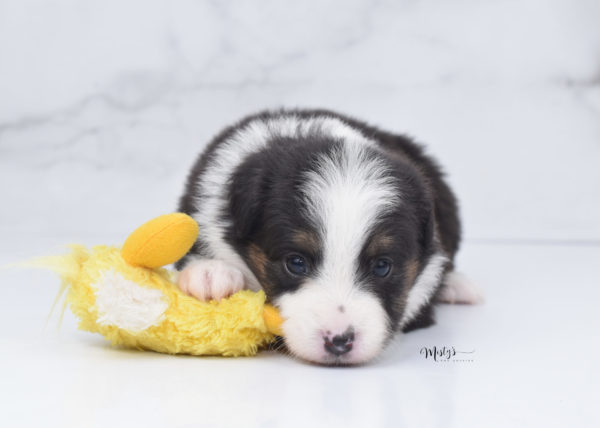 Mini / Toy Australian Shepherd Puppy Bootsy