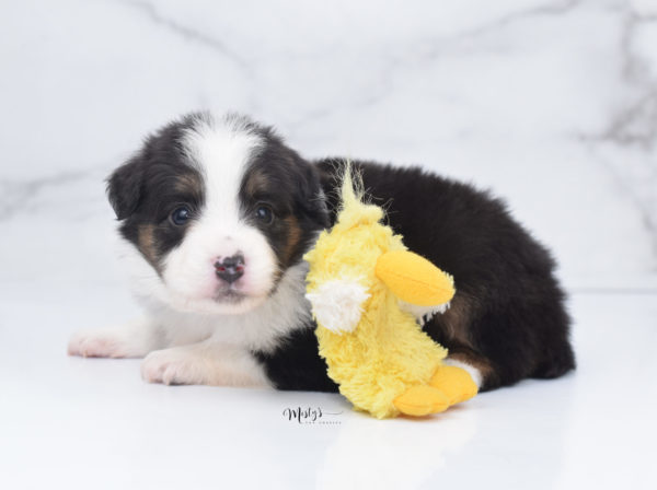 Mini / Toy Australian Shepherd Puppy Bootsy