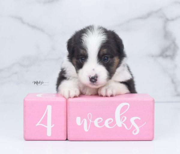 Mini / Toy Australian Shepherd Puppy Bootsy