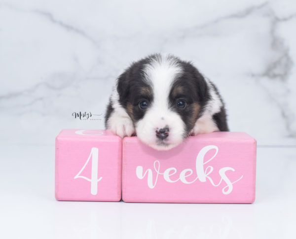 Mini / Toy Australian Shepherd Puppy Bootsy