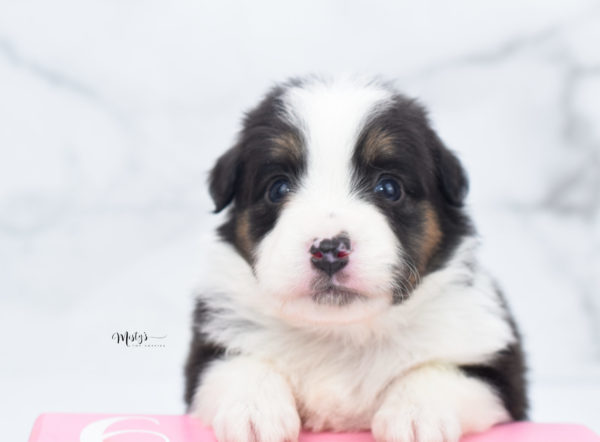 Mini / Toy Australian Shepherd Puppy Bootsy