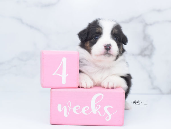 Mini / Toy Australian Shepherd Puppy Bootsy